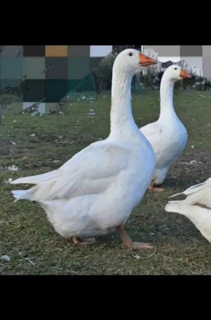 Gans Eier Legehenne Küken