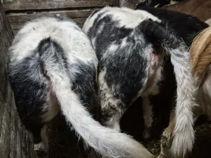 weiss blaue kalbinnen