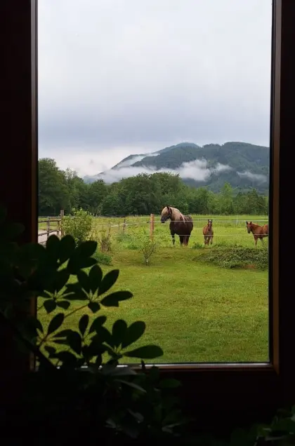 Wohnung auf kleinem Pferdehof