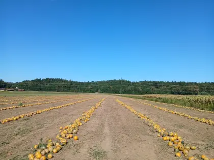 Kürbiskerne ggA