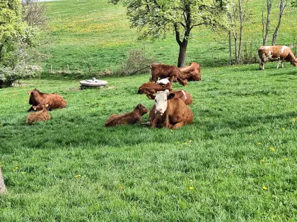 Suche BIO Mutterkuh, Kalbin