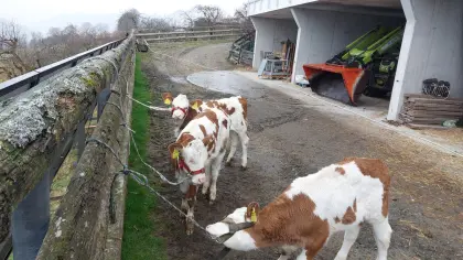 Fleckvieh Kälber weiblich mit guter Abstammung