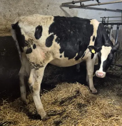 Hochträchtige HF Kalbin