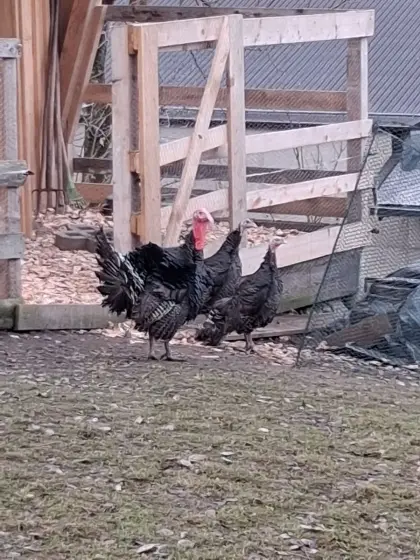 Zwergputen, euganesische Puten