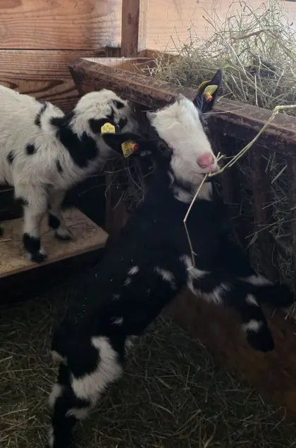 Tauernschecken Bockkitze