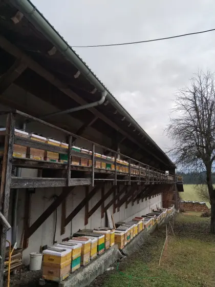 Jungvölker und Honig