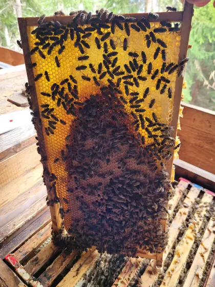 Bienenvolk