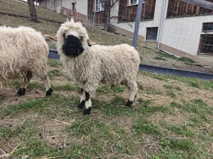 Walliser Schwarznasen Schwarznasenschafe Widder