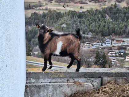 Zwergziegen-Bock abzugeben