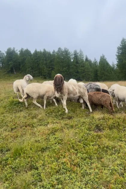 Braun-weißer Bergschaf Widder