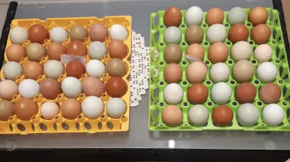 Bruteier und Speiseeier