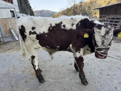 Pustertaler Sprinzen Stierkalb Ohrid PSR