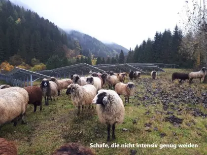 Alpine Steinschafe BIO