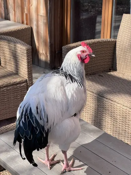 Sussex-Hähne reinrassig