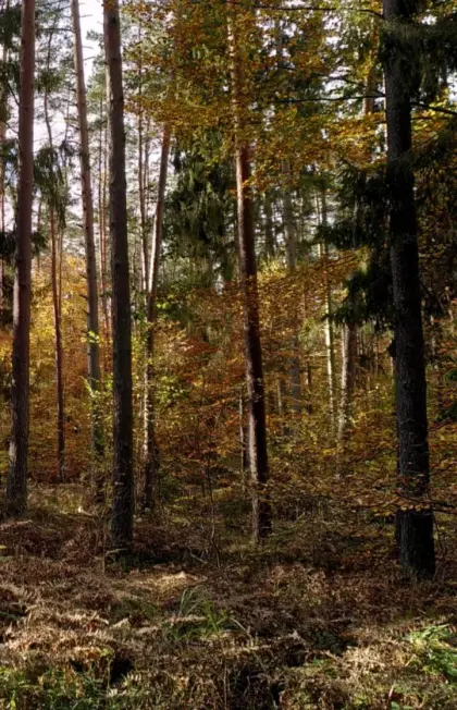 Durchforstung, Gratis Brennholz