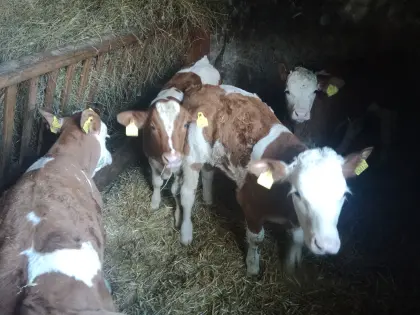 Fleckvieh Stierkälber