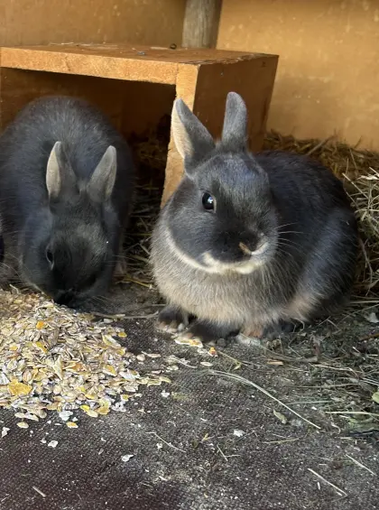 Zwergkaninchen