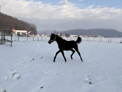 Wunderschönes Trakehner Stutfohlen