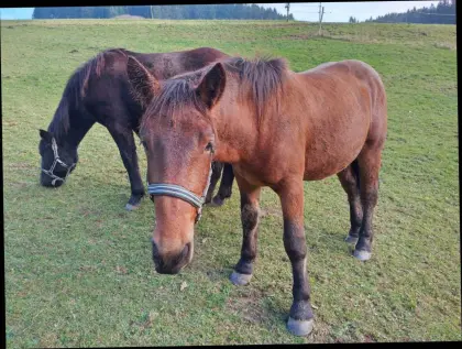 Noriker Hengst Zimt Schaunitz