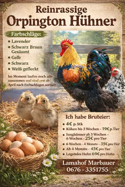 Orpington Hühner