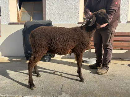 Braunes Bergschaf Kilber