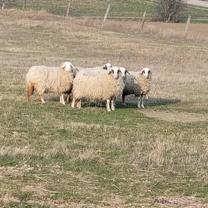 Weibliche Kärntner Brillenschafe