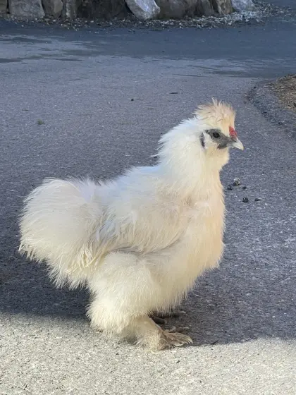 Zwergseidenhahn weiss