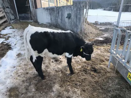 Original Pinzgauer Stier