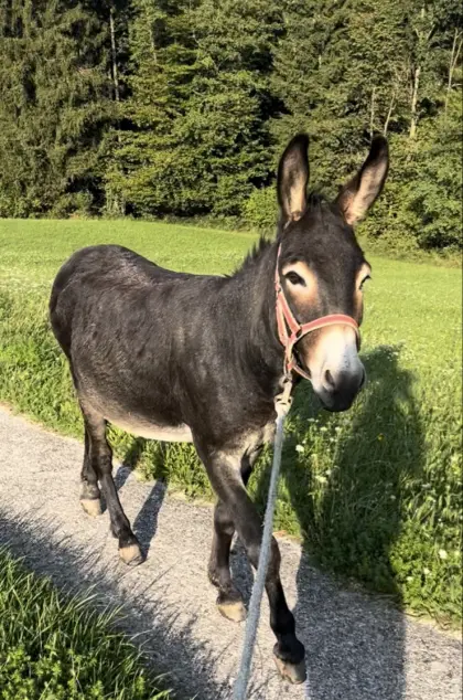 Verkaufen braven Eselhengst