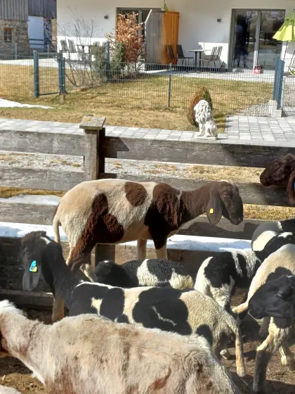 Braunes Tscheggenschaf kein HB