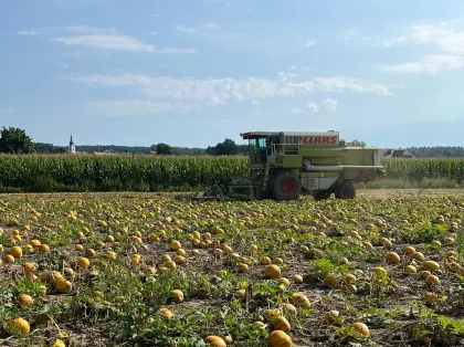 Kürbiskerne g.g.A., Ernte 2025, Sorte Rudolf, 30 kg Säcke