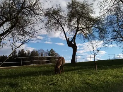 Suche kostenloses Pony, biete dafür gratis Einstellplatz