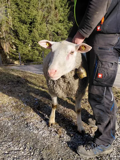 Berrichon Zuchtwidder abzugeben