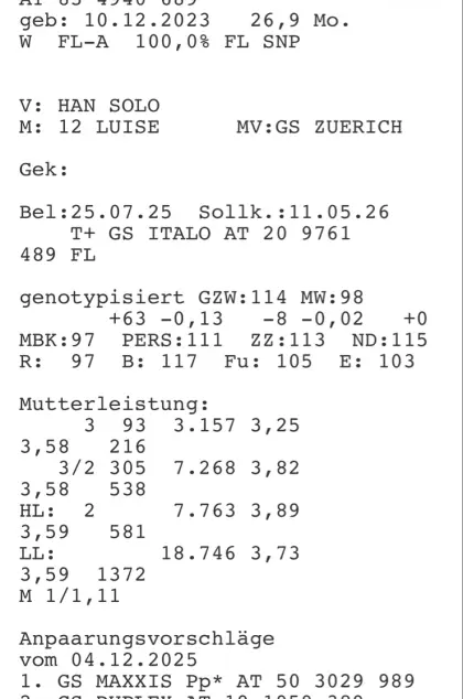 FV Kalbin Fleckvieh hochträchtig