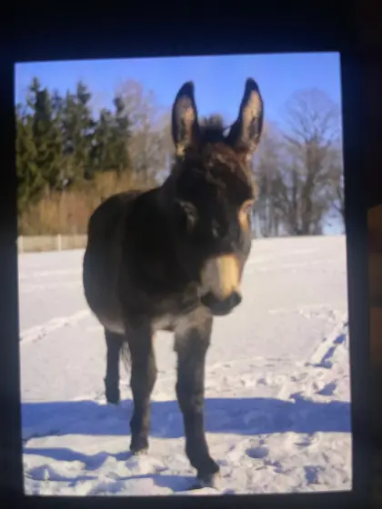 Esel Wallach 4 Jahre
