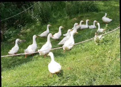 Pekingente Cherry Valley