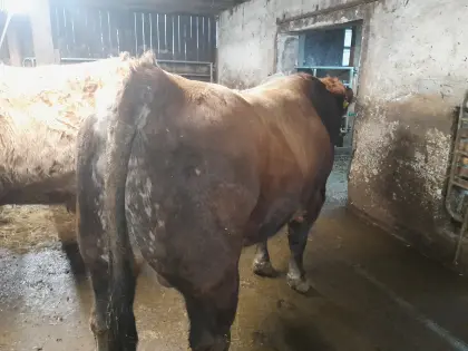 Murbodner Sprungstier Heinz