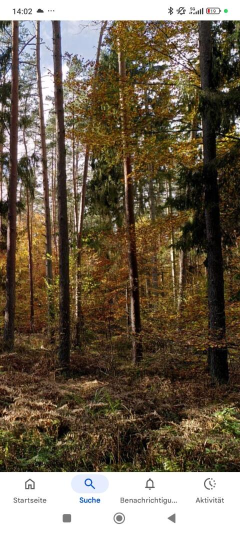 Durchforstung, Gratis Brennholz