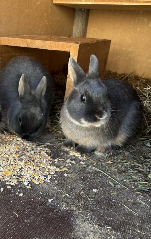 Zwergkaninchen
