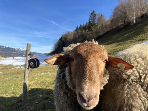 Coburger Fuchs Schafbock