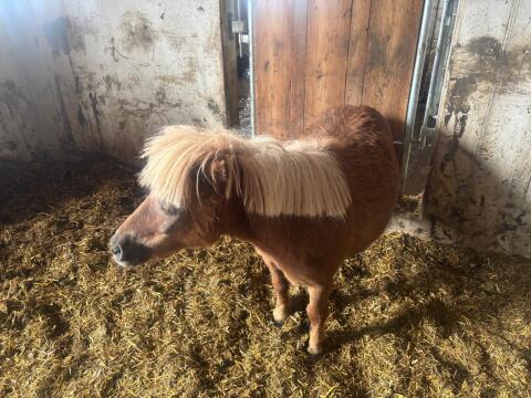 Pony