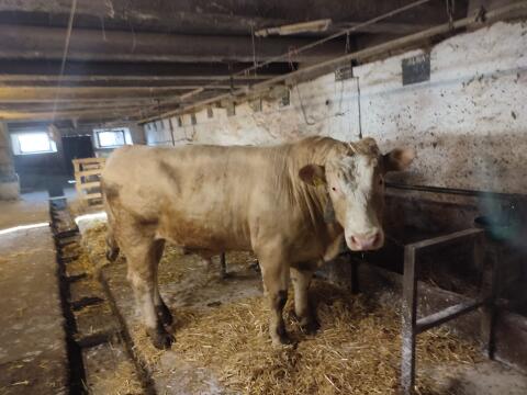 Stier