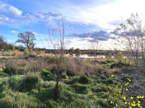Baugrund beim See, Neusiedlersee, Ungarn, Burgenland