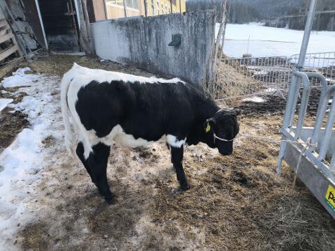 Original Pinzgauer Stier