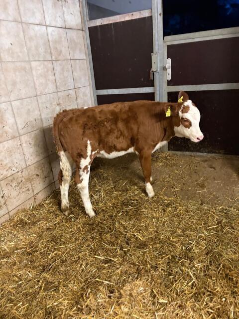 Bio Fleckvieh Kuhkälber