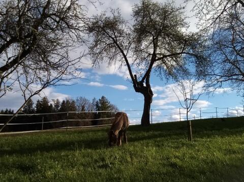 Suche kostenloses Pony, biete dafür gratis Einstellplatz