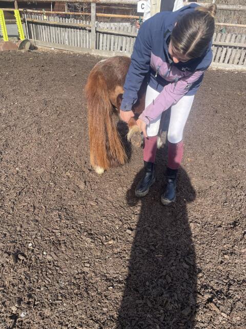 Verkaufe Mini-Pony Hengst