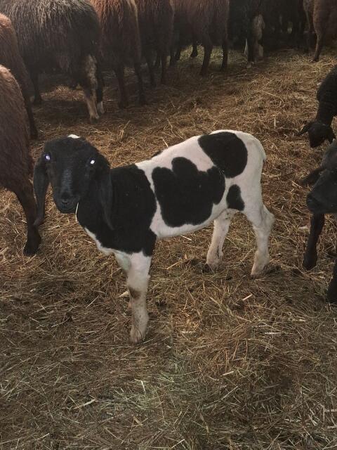 Geschecktes Bergschaf