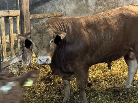 Verkaufe Bio Limousin Sprungstier
