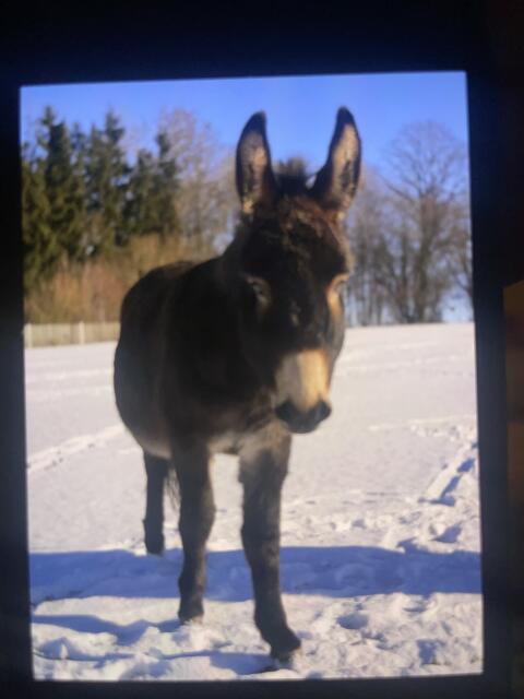 Esel Wallach 4 Jahre